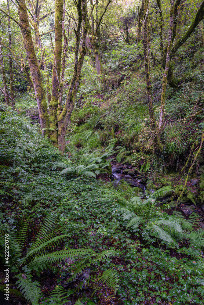 Obraz premium Dense vegetation of ivy and ferns around a stream