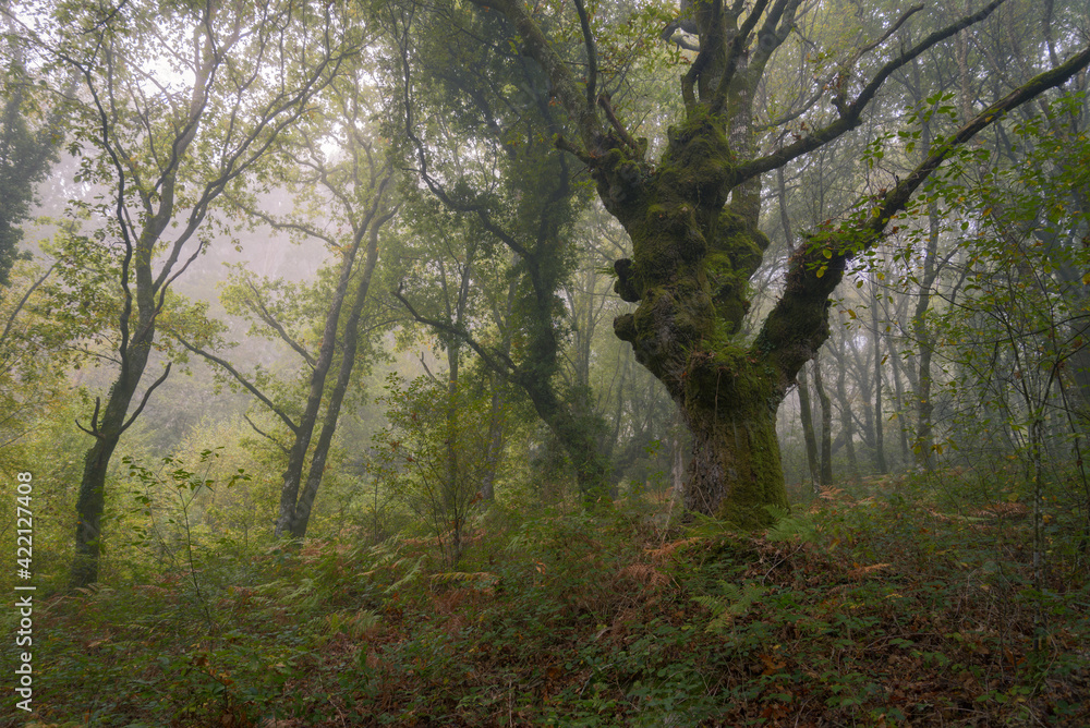 Obraz premium Mystical scene in a misty forest
