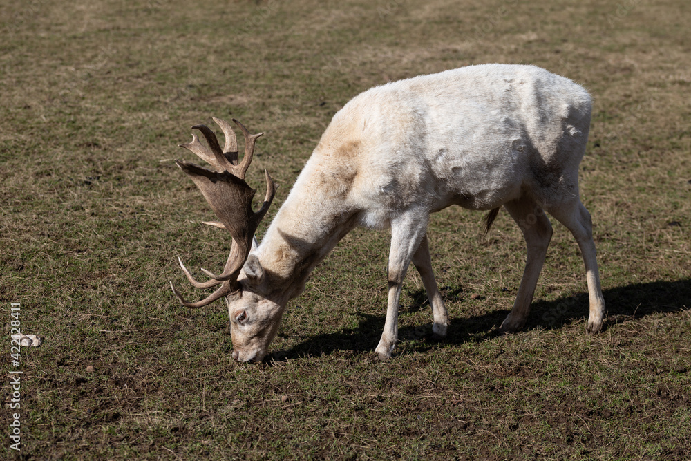 Weisser Hirsch mit Geweih Weisser Hirsch mit Geweih
