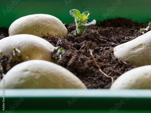 preparing seed potatoes for planting; how to chitting potatoes photo