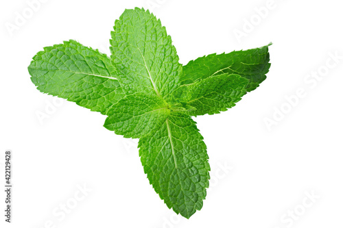 Fresh raw mint leaves isolated on white background. Leaf texture.
