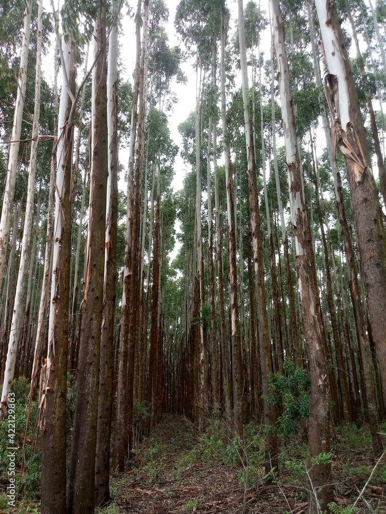 Fototapeta premium trees in the forest