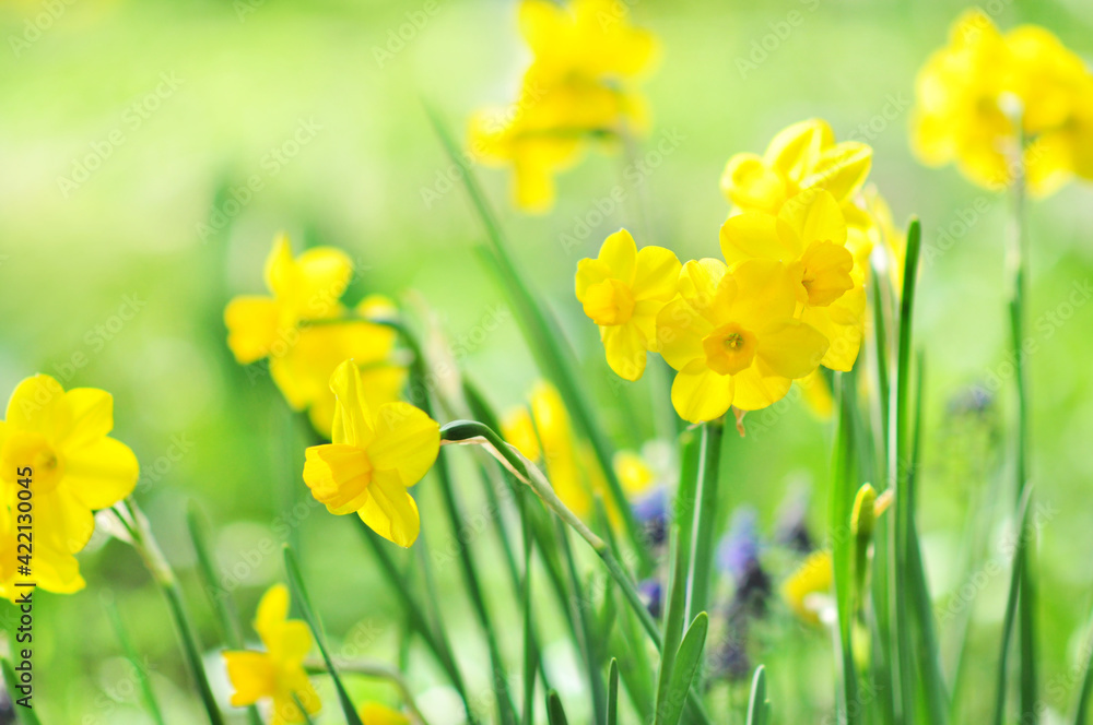 Spring blossoming white and yellow daffodils in garden, springtime blooming narcissus (jonquil) flowers, selective focus, shallow DOF, toned