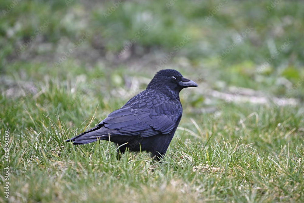 Black crow standing on green meadow and looking for food. Black crow standing on green meadow and looking for food.