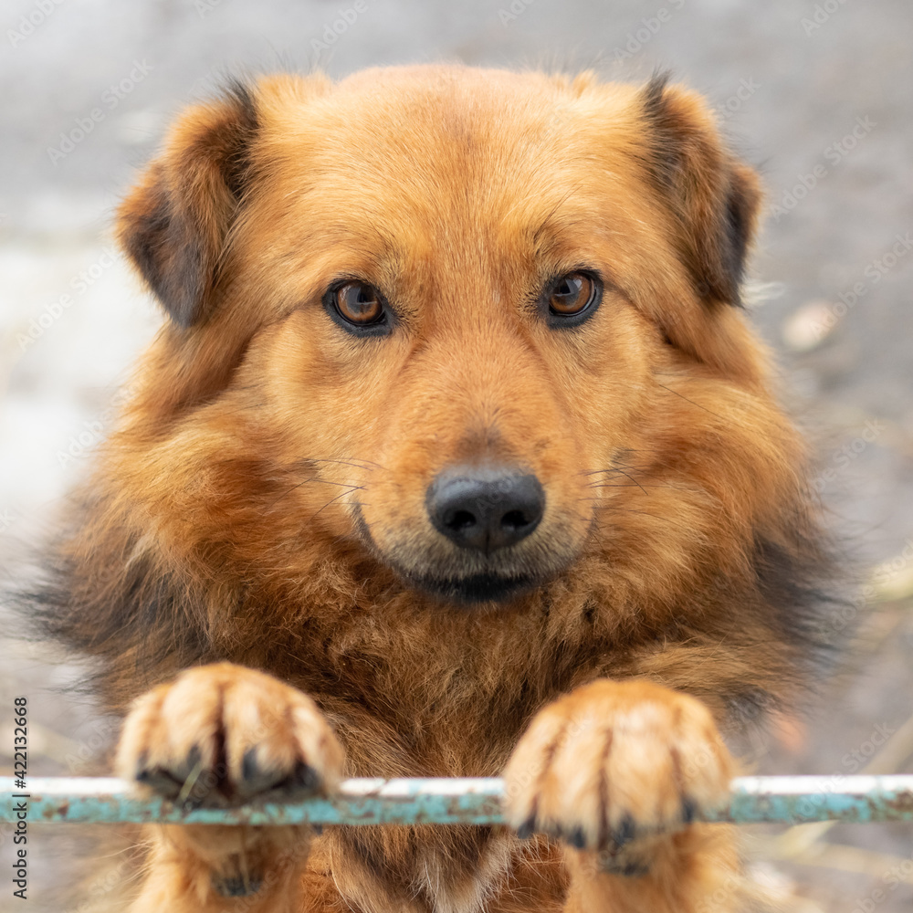 Brown shaggy dog standing on front paws, portrait of dog Brown shaggy dog standing on front paws, portrait of dog