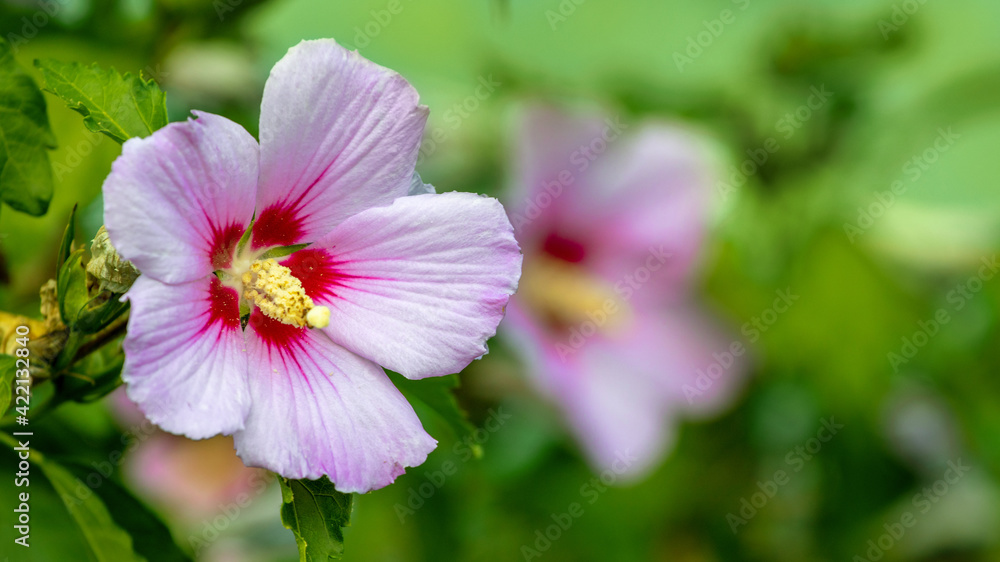 Pink hibiscus in the garden on a blurred background Pink hibiscus in the garden on a blurred background