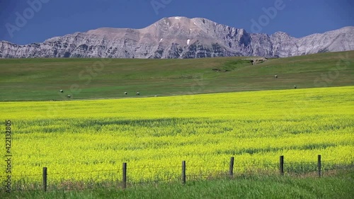 View of the Canadian Rockies and yellow canola field in bloom on the Cowboy Trail near Lundbreck, Alberta, Canada. photo