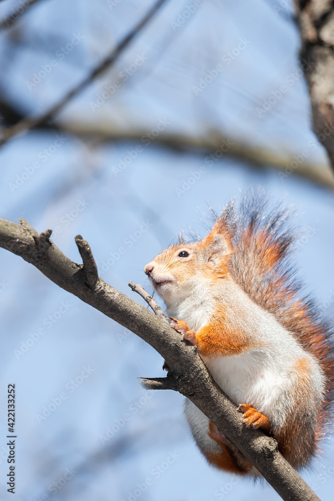 .Cute funny bushy tailed eurasian red squirrel sitting on a tree branch in the winter snow .Cute funny bushy tailed eurasian red squirrel sitting on a tree branch in the winter snow