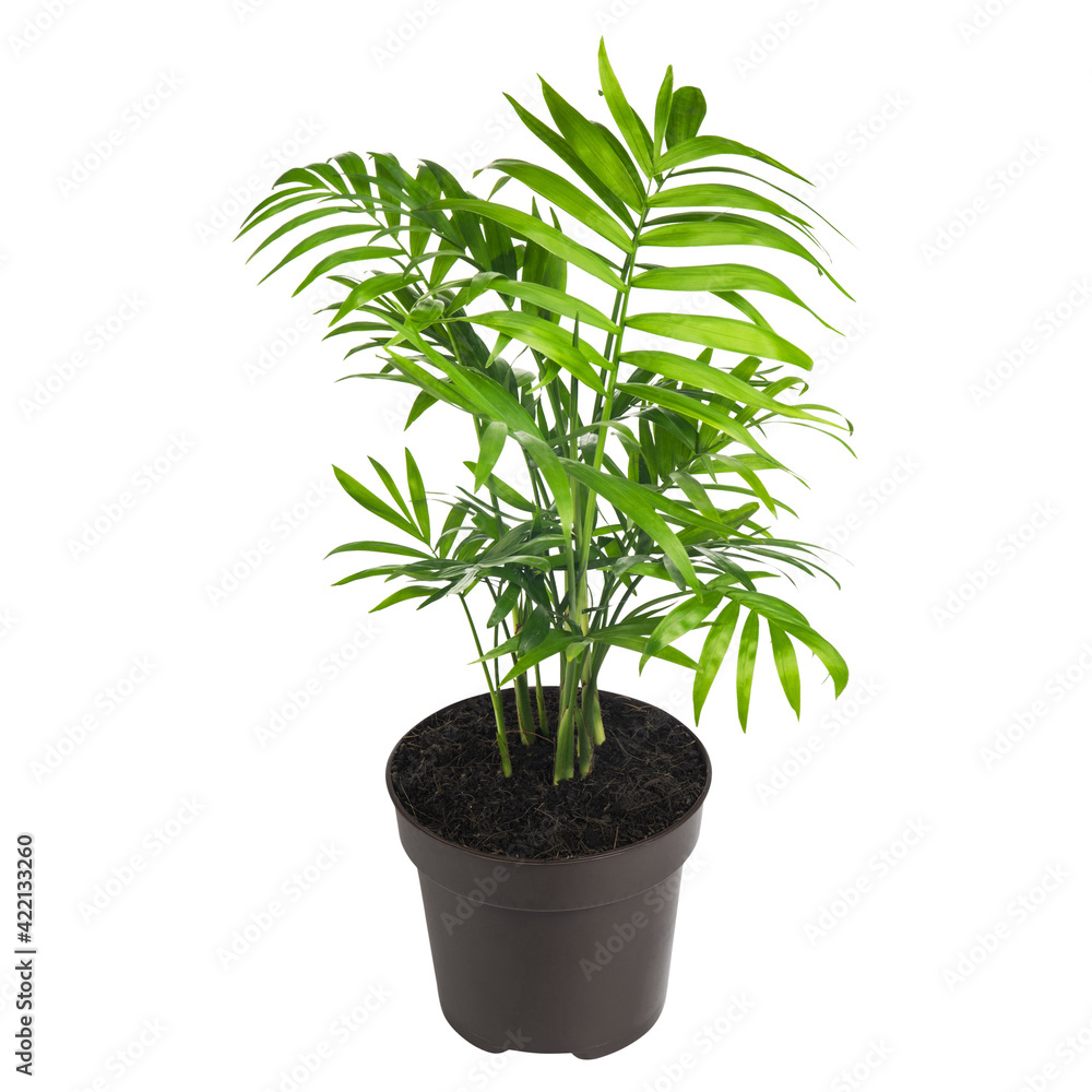 Palm Tree Plant In Black Pot isolated on white background.