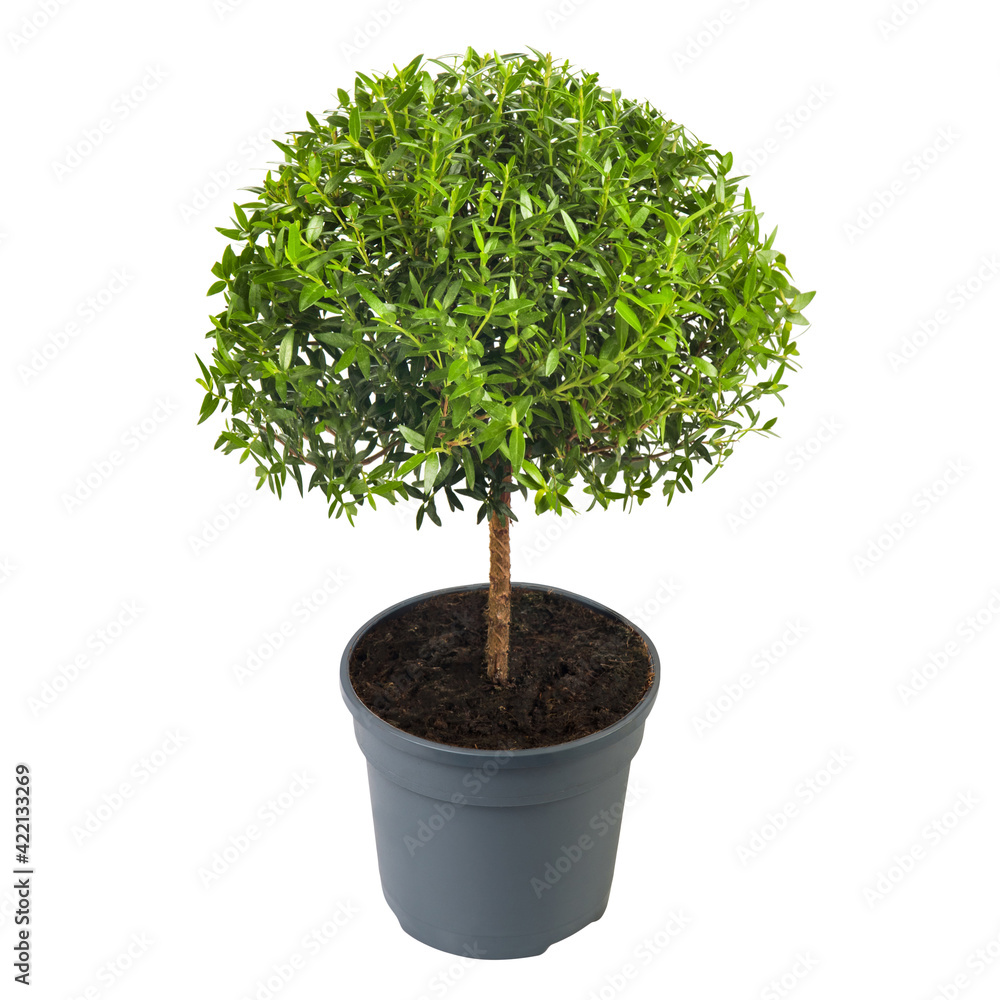Ficus Microcarpa isolated on white background. Ginseng Bonsai Grower Pot Ficus Microcarpa isolated on white background. Ginseng Bonsai Grower Pot