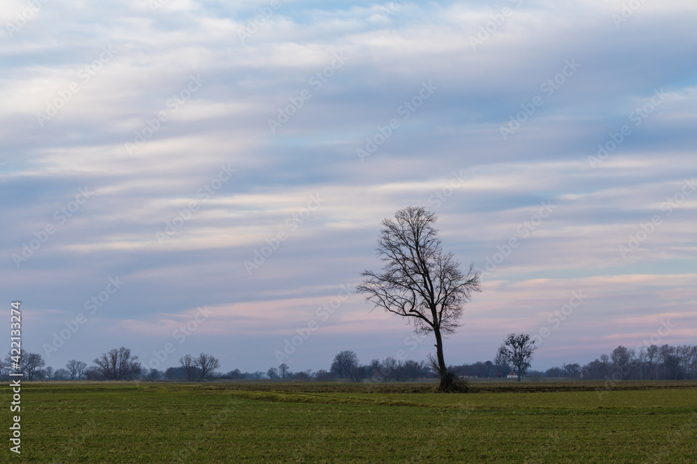 landscape during the setting sun and a lonely tree in the field, sunset landscape during the setting sun and a lonely tree in the field, sunset
