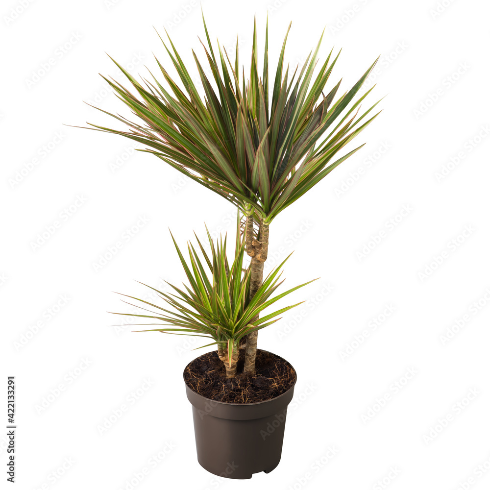 Dracaena marginata isolated on white background. Yucca Cane Plant. The