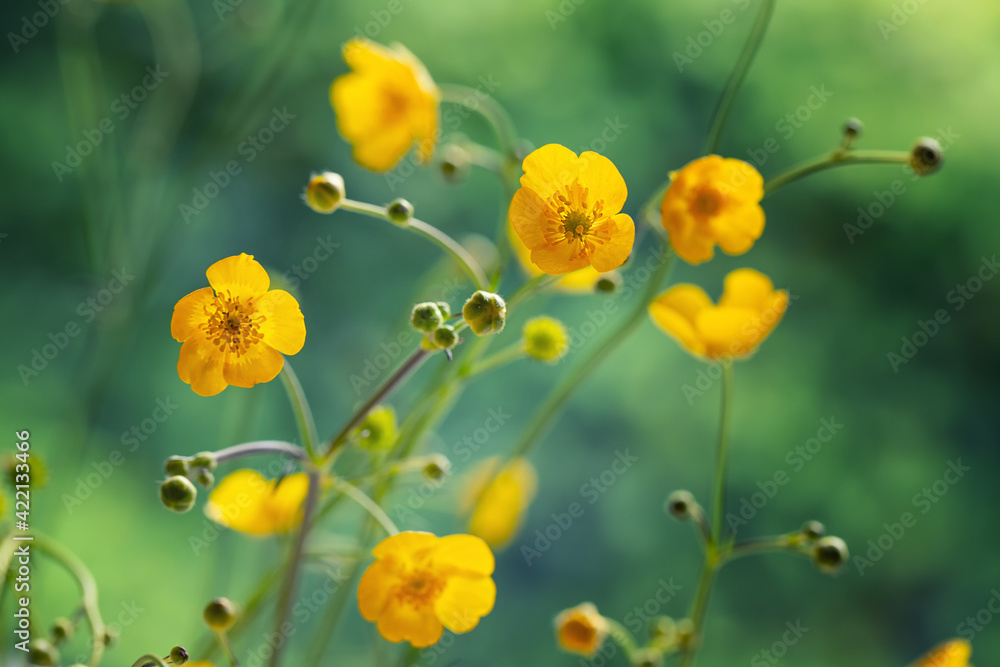 Polne żółte kwiaty jaskrów kwitnące na letniej słonecznej łące - obrazy, fototapety, plakaty 