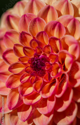 Close up of Red Ruskin Diane (Dahlia) with the morning mists with perfect geometrical pattern. A perfect Fibonacci seen in nature