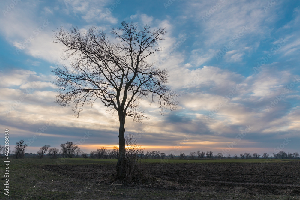 Fototapeta premium landscape during the setting sun and a lonely tree in the field, sunset
