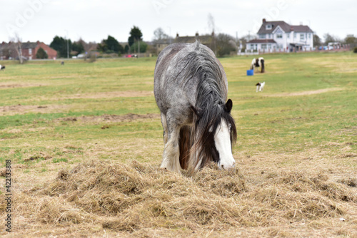 Slika na platnu The gray workhorse is eating hay.
