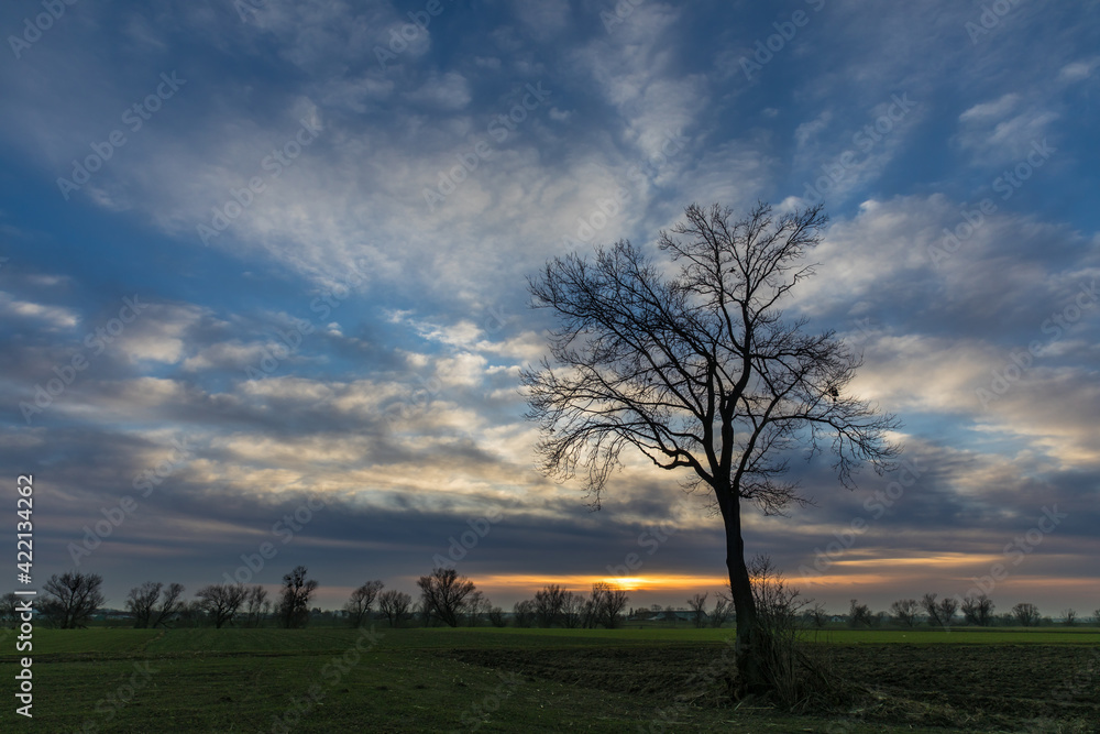 landscape during the setting sun and a lonely tree in the field, sunset