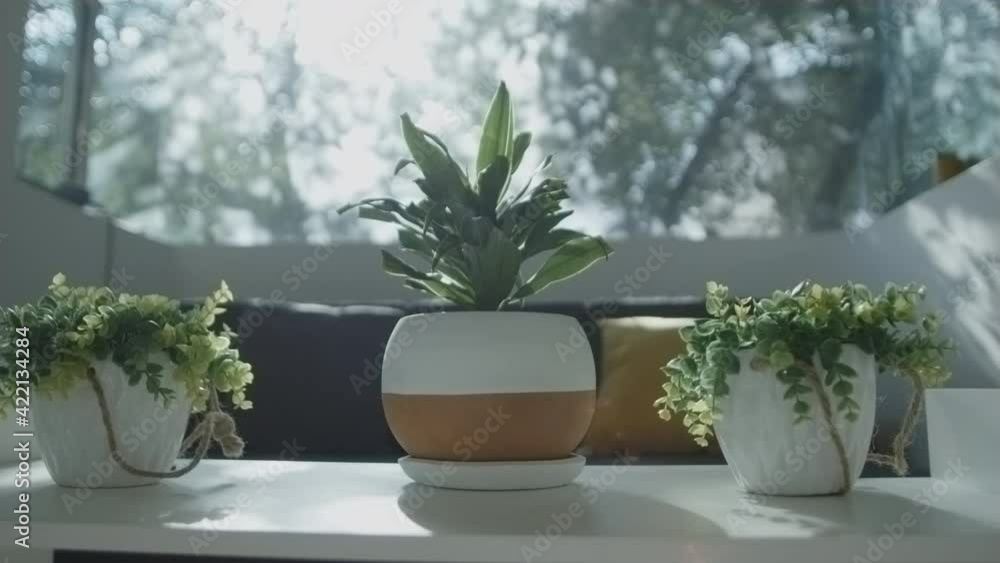 Plants on a white table, decoration in a living room, close up Plants on a white table, decoration in a living room, close up
