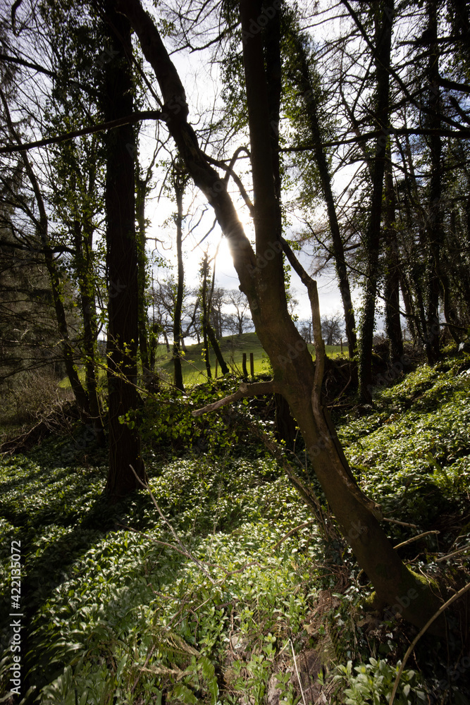 Fototapeta premium trees in the forest