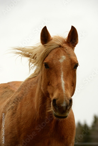 All die schönen Pferde. Portrait von freien Pferden auf der Weide © Grubärin