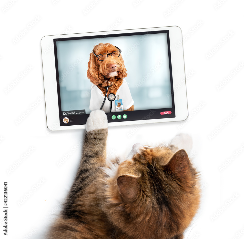 Cat making online video call with doctor. Close up of pet patient in video  consultation with