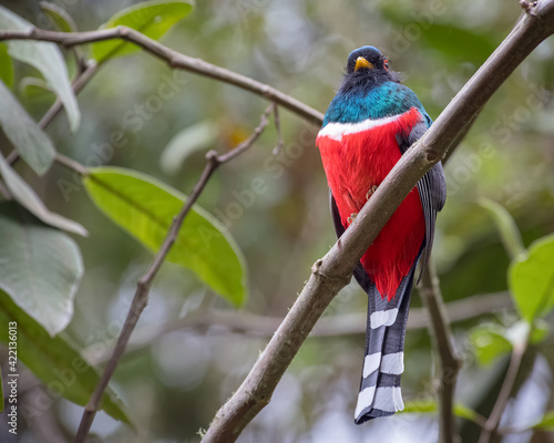 Masked Trogon (Trogon personatus) resting on a diagonal bar high up in a tree