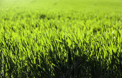 Wet grass lawn