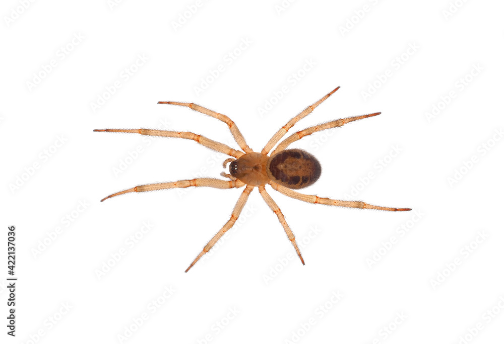 Noble false widow spider isolated on white background, Steatoda nobilis juvenile