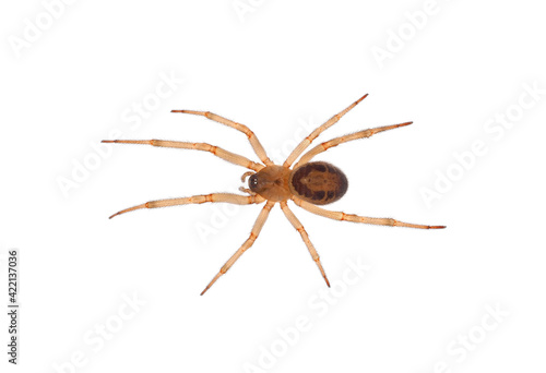 Noble false widow spider isolated on white background, Steatoda nobilis juvenile