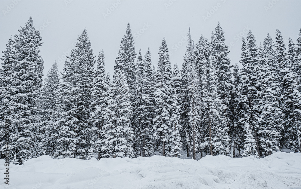Winter Wonderland Winter Wonderland