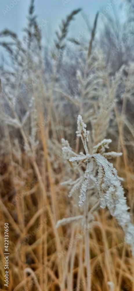 Fototapeta premium grass in the snow