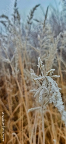 grass in the snow