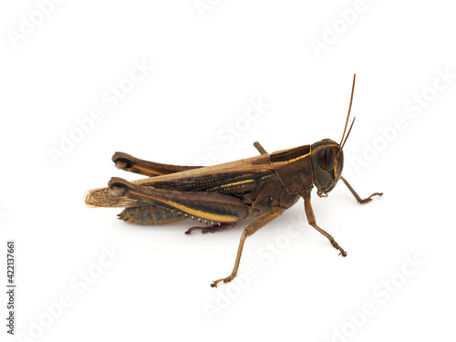 Grasshopper (Locust) isolated on white background