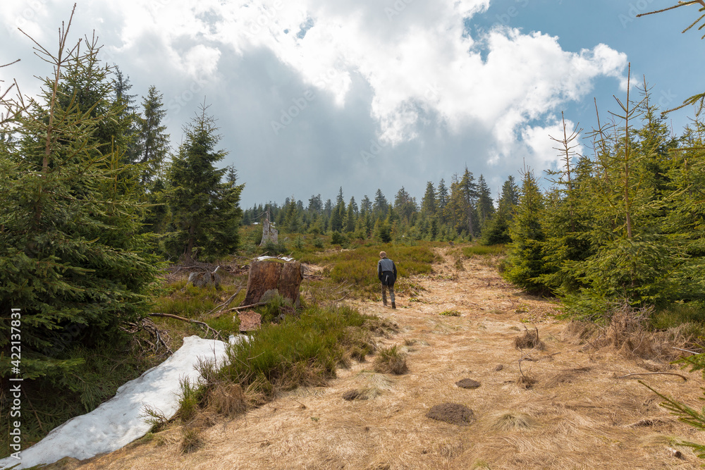 mountain landscape, green trees, grass,blue sky,white clouds