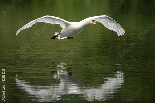 The Mute swan, Cygnus olor is a species of swan and a member of the waterfowl family Anatidae