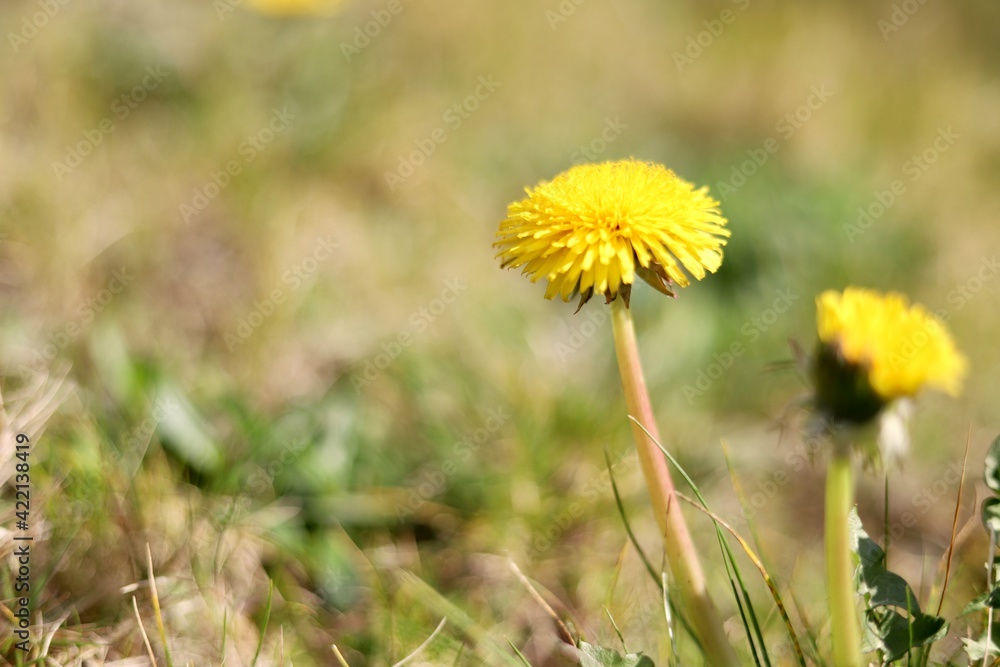 dandelion flower close up shot dandelion flower close up shot