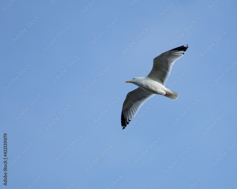 Herring Gull, Bird in flight with blue sky. Herring Gull, Bird in flight with blue sky.