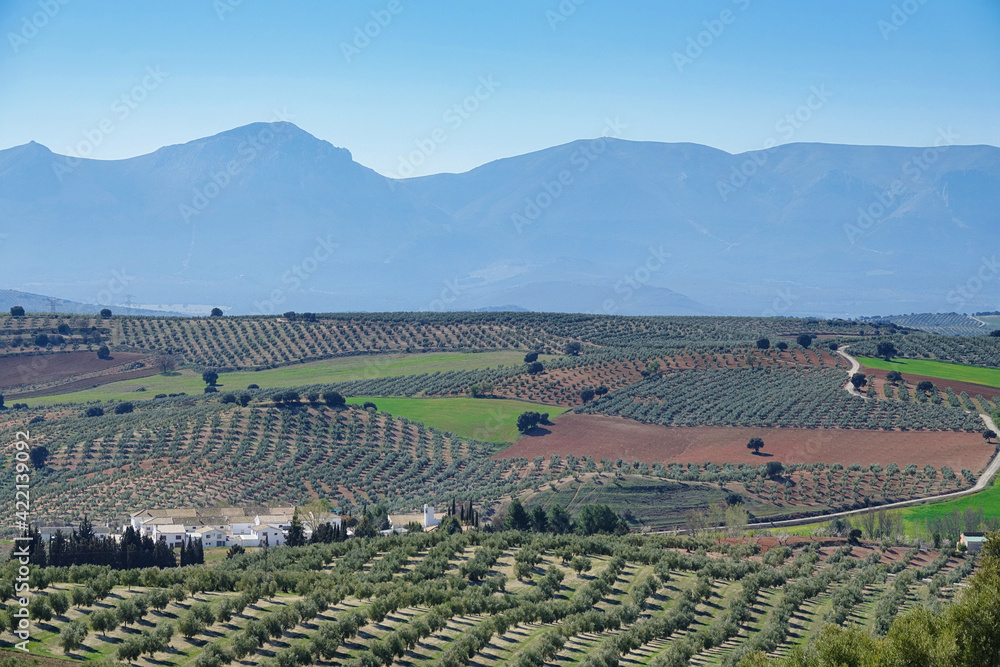 Andalusian agricultural landscape along the 