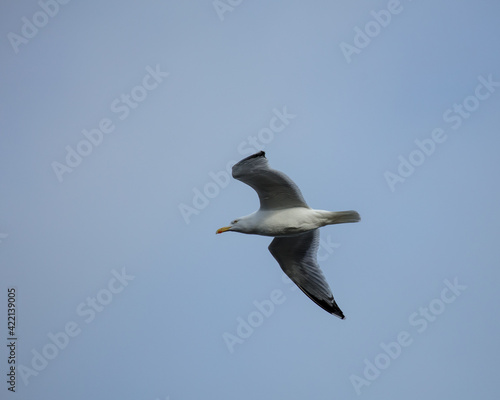 Herring Gull, Bird in flight with blue sky.