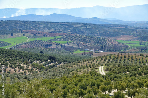 Andalusian agricultural landscape along the  Ruta de los Cortijos  in Domingo P  rez  Spain   with large areas of cultivation of olive  cereal and almond trees