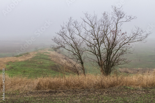 Lonely tree in the Tavrian steppe.