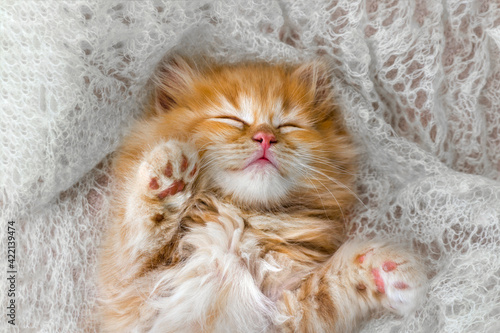 Little kitten sleeps on a coverlet. Small cat sleeps sweetly as a small bed. Sleeping cat in home on a blur light background. Cats rest after eating.