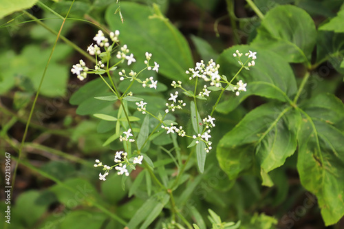 Closeup photo of flowers on a Northern Bog Bedstraw plant photo