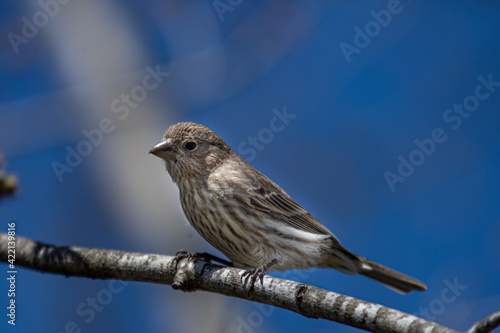House Finch Sitting on a Tree Branch on a Sunny Day