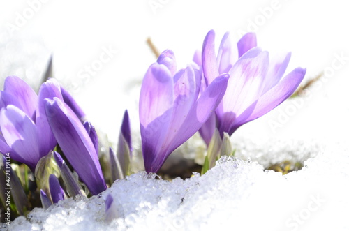 spring crocuses flowers under snow on garden bokeh background © maria