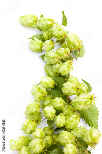 Hopfenranke vor weissem Hintergrund