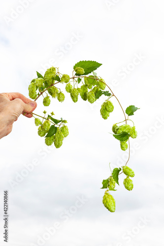 Hopfenranke vor weissem Hintergrund