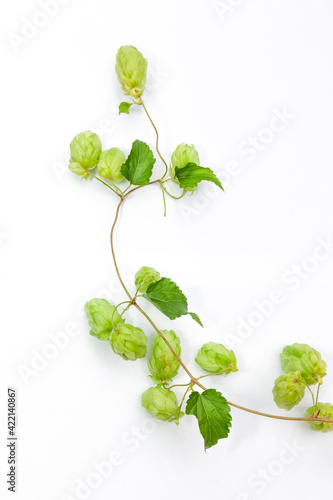 Hopfenranke vor weissem Hintergrund