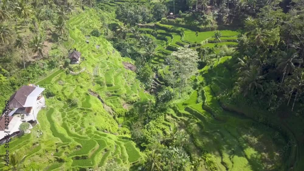 Emerald-green rice terraces spread over valley slopes Bali, Indonesia - Aerial Ascending Fly-over shot Emerald-green rice terraces spread over valley slopes Bali, Indonesia - Aerial Ascending Fly-over shot