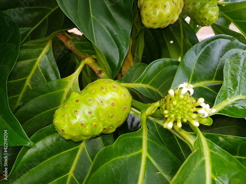 L. Morinda citrifolia is a fruit-bearing tree in the coffee family, Rubiaceae. Pesidente Figueiredo, Amazon –Brazil photo